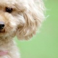 ペット補償特約【可愛い犬・猫を交通事故から守る特約】