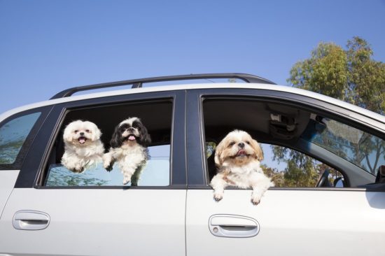 車から顔を出す犬